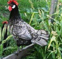 Merry Maidens Veggies - Accommodation Newcastle