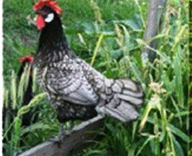 Merry Maidens Veggies - Accommodation Newcastle 0
