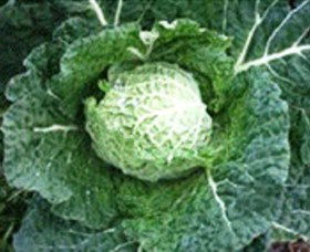 Merry Maidens Veggies - Accommodation Newcastle 2