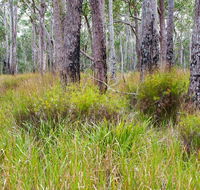 Narrawallee Inlet walking track - Accommodation Newcastle