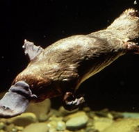 Platypus Pool - Accommodation Newcastle