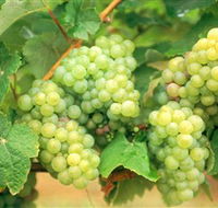 Red Tail Wines - Accommodation Newcastle