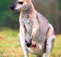 Venman Bushland National Park - Accommodation Newcastle