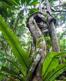 Tamborine Rainforest Skywalk - Accommodation Newcastle 0
