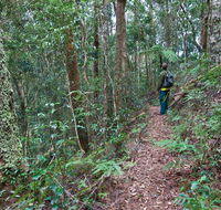Blackbutt walking track - Accommodation Newcastle