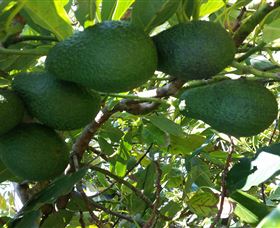 The Avocado Farm - Accommodation Newcastle 6