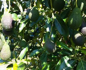The Avocado Farm - Accommodation Newcastle 7