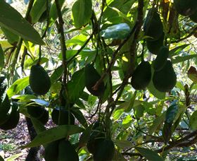 The Avocado Farm - Accommodation Newcastle 5