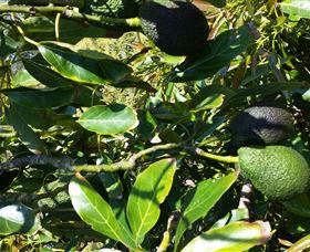 The Avocado Farm - Accommodation Newcastle 8