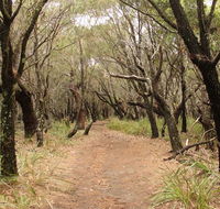 Pretty Beach to Snapper Point walking track - Accommodation Newcastle