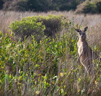 Murramarang Aboriginal Area walking track - Accommodation Newcastle