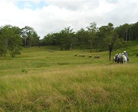 Numinbah Valley Adventure Trails - Accommodation Newcastle 0