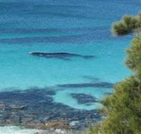Jervis Bay Marine Park - Accommodation Newcastle