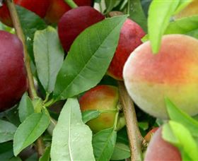 Kundabung NSW Accommodation Newcastle