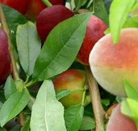 Fruit Salad Tree Company - Accommodation Newcastle