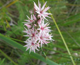 Booderee National Park: Green Patch And Telegraph Creek Walking Tracks - Accommodation Newcastle 5