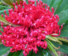 Booderee National Park: Green Patch And Telegraph Creek Walking Tracks - Accommodation Newcastle 3