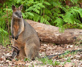 Booderee National Park: Green Patch And Telegraph Creek Walking Tracks - Accommodation Newcastle 7