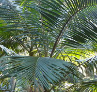 Bangalore Falls walking track - Accommodation Newcastle