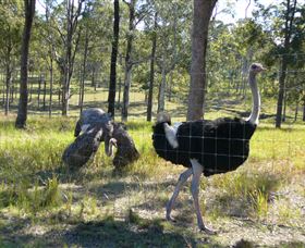 Glen Ian Ostrich And Emu Farm - Accommodation Newcastle 2