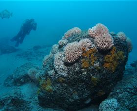 The Pines Dive Site - Accommodation Newcastle 2