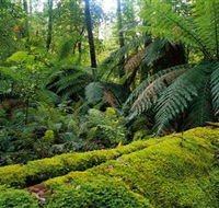 Errinundra National Park - Accommodation Newcastle
