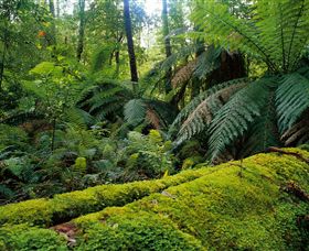 Errinundra National Park - Accommodation Newcastle 0