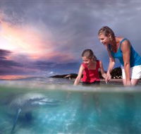 Tangalooma Dolphin Feeding - Accommodation Newcastle