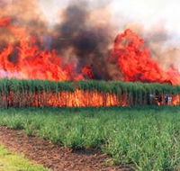 Reeves Family Sugar Cane Farm - Accommodation Newcastle