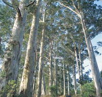 The Great Forest Trees Drive - Accommodation Newcastle