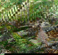 Wollumbin-Mount Warning National Park - Accommodation Newcastle