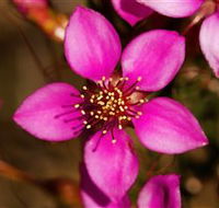 Flora - Accommodation Newcastle