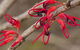 Flora - thumb 3