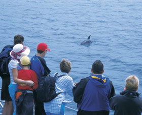 Dolphin Discovery Centre - Accommodation Newcastle 3