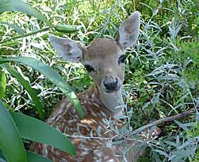 Mesopotamia Lodge Deer Park - Accommodation Newcastle 0