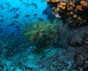 Henderson Rock Dive Site - Accommodation Newcastle 0