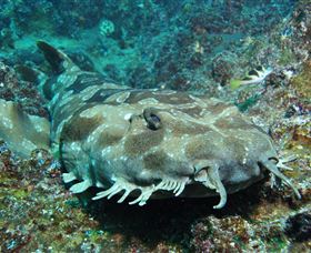 Henderson Rock Dive Site - Accommodation Newcastle 2