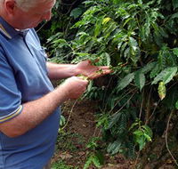 Wombah Coffee Plantation - Accommodation Newcastle
