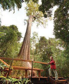 Old Bottlebutt - Accommodation Newcastle 0