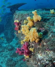 Shag Rock Dive Site - Accommodation Newcastle 0