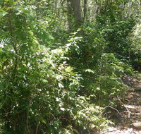 Bridle trail - Accommodation Newcastle