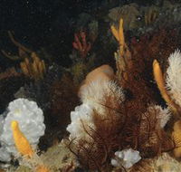 Point Hicks Marine National Park - Accommodation Newcastle