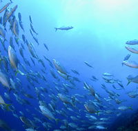 Cape Byron Marine Park - Accommodation Newcastle