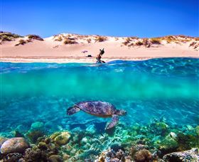 Snorkel The Ningaloo Reef - Accommodation Newcastle 0