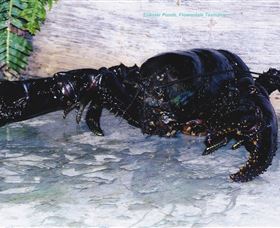 Lobster Ponds - Accommodation Newcastle 2