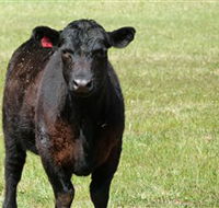 Denham Farm Beef and Lamb - Accommodation Newcastle