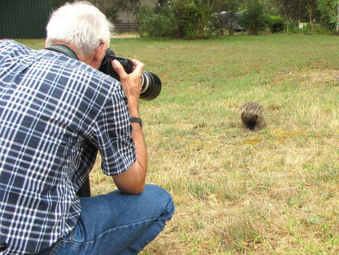 Echidna Walkabout Nature Tours - Accommodation Newcastle 6