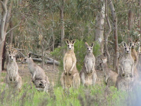 Echidna Walkabout Nature Tours - Accommodation Newcastle 16