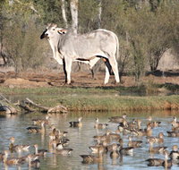 Natural Encounters Trail - Accommodation Newcastle