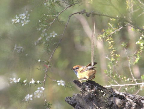 Melbourne Birding Tours - Accommodation Newcastle 16